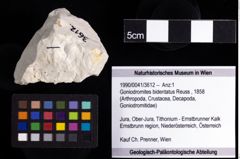 Foto (Objekt + Etiketten) von Goniodromites bidentatus (Reuss, 1858) 